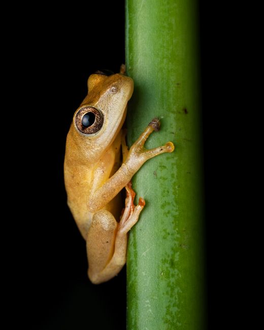 Macro shot of a tropical reed frog clinging to a stem in Nigeria's jungle.