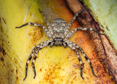 Kostnadsfri bild av djurfotografi, extrem närbild, jägare spindel
