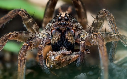 Free Close-up of a wolf spider in Nigeria, showcasing intricate details of this arachnid. Stock Photo
