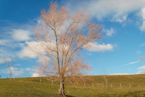 Foto profissional grátis de árvore, calmaria, cerca
