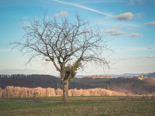 A bare tree in a field with a blue sky