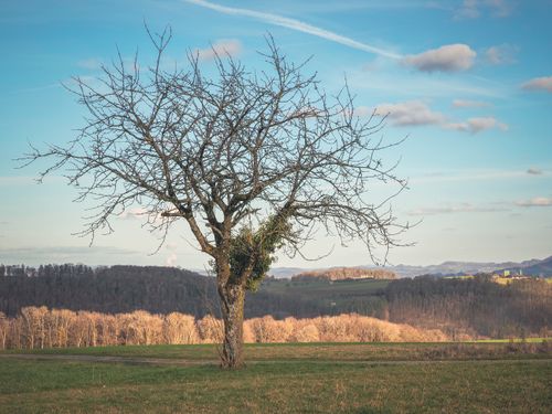 Free Peaceful countryside scene with a leafless tree in autumn. Clear, tranquil view of nature. Stock Photo