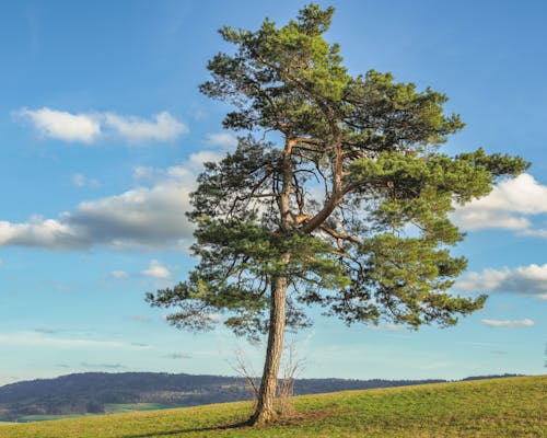 A Single Pine Tree on a Green Field under Blue Sky 