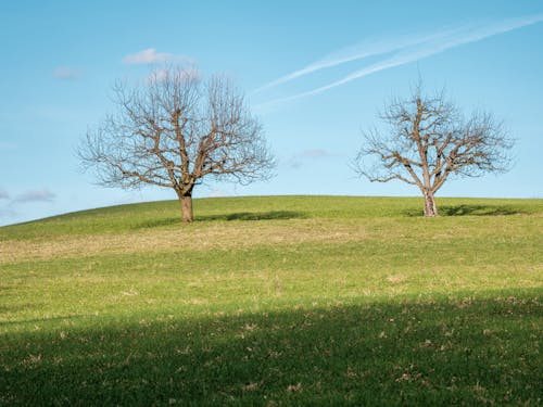 Kostnadsfri bild av bladlösa, grön kulle, landsbygden