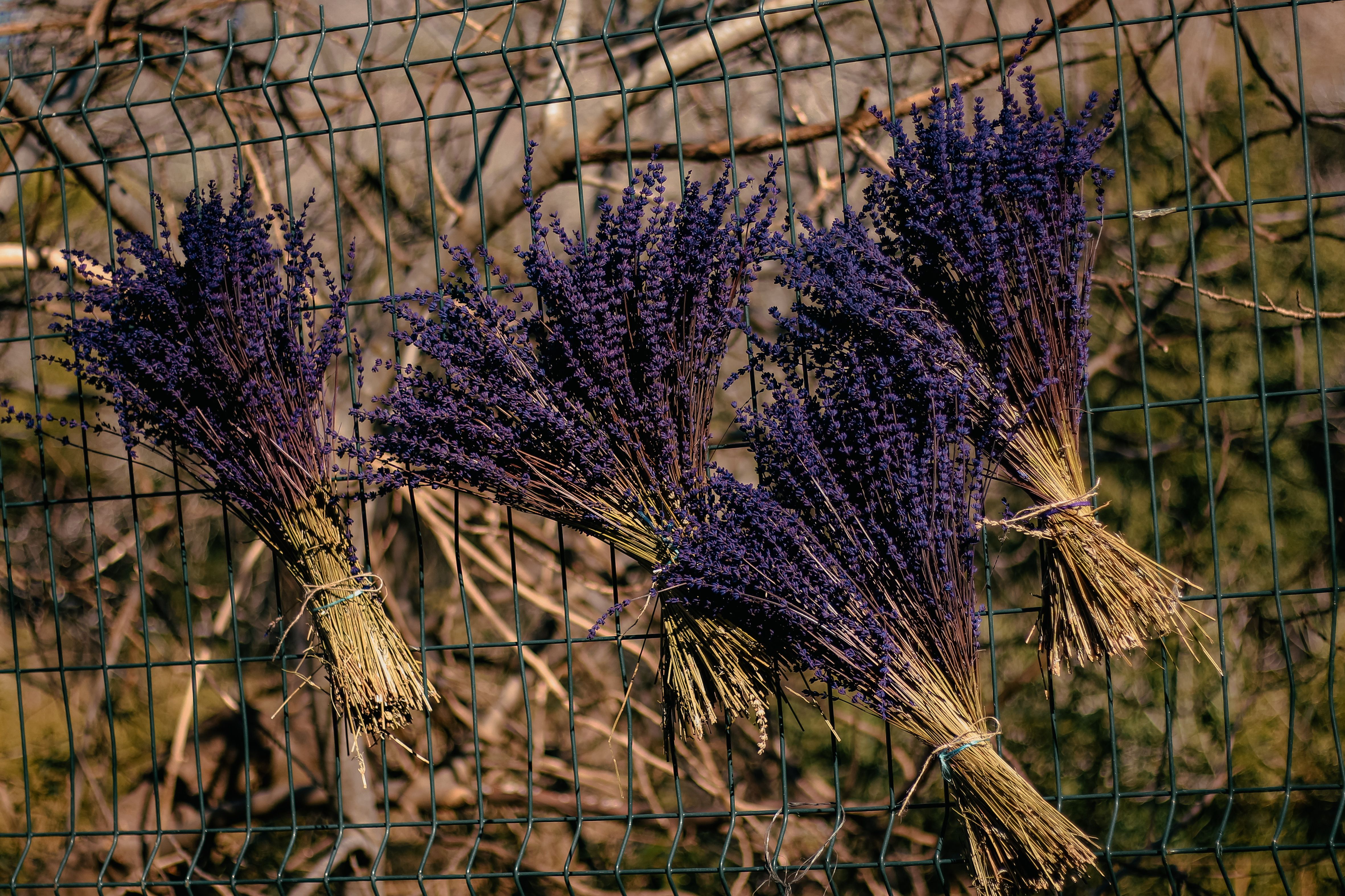 Lavendelseife mit getrockneten Blüten