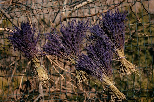 Lavender flowers hanging from a wire fence