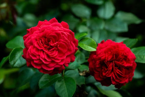 玫瑰, 紅色, 綻放 的 免費圖庫相片