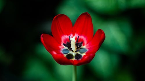 Bahçe, Çiçek açmak, kırmızı içeren Ücretsiz stok fotoğraf