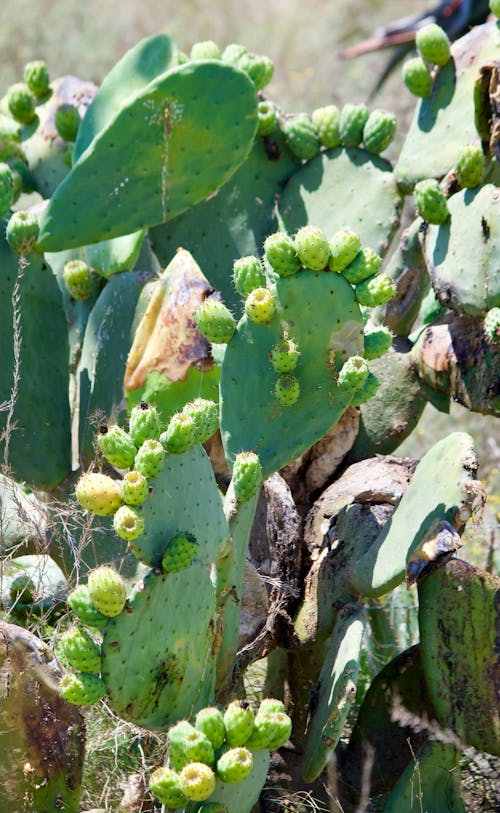 Immagine gratuita di agave, cactus, deserto