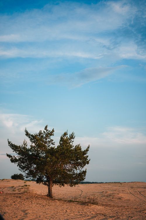 Photo of a Tree on a Field under Blue Sky · Free Stock Photo