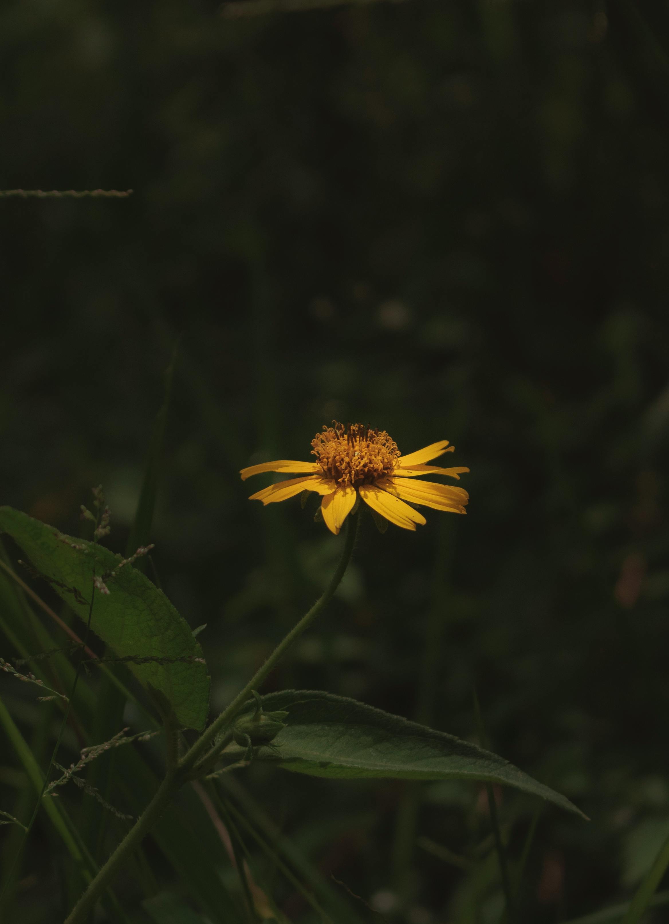 A single yellow wildflower blooms amidst dark green foliage, captured in a vibrant macro shot.