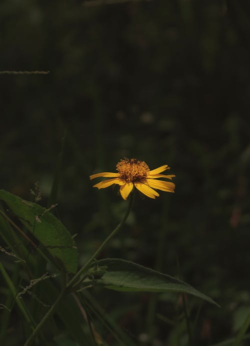 A single yellow flower in the middle of a field