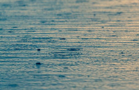 Ripples on a calm water surface with raindrops creating a serene pattern at sunset.