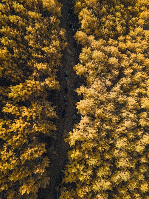 Aerial view of a forest with yellow trees