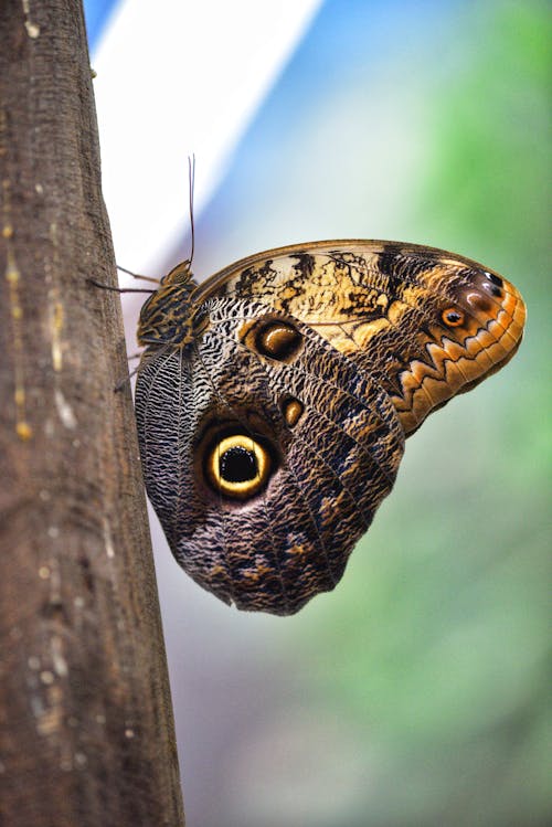 Ingyenes stockfotó állatfotók, bagoly pillangó, fényképek a vadvilágról témában