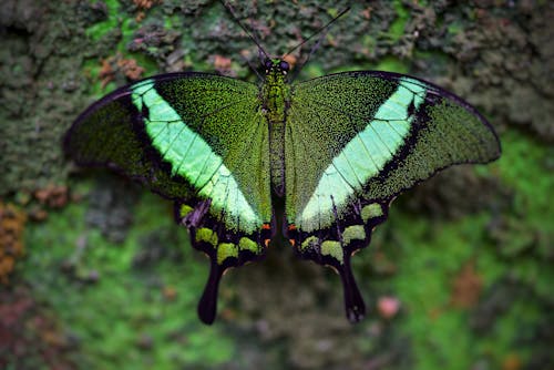 Бесплатное стоковое фото с бабочка, выборочный фокус, зеленый