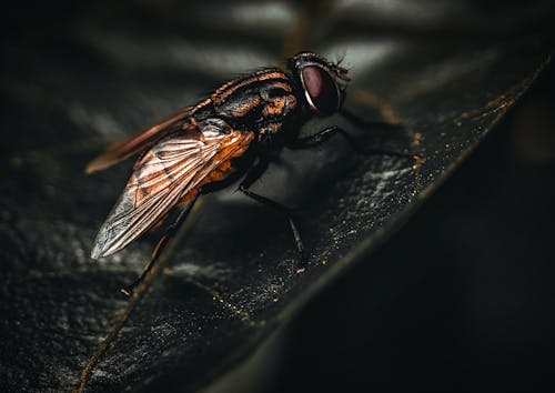 Безкоштовне стокове фото на тему «вид збоку, впритул, кімнатна муха»