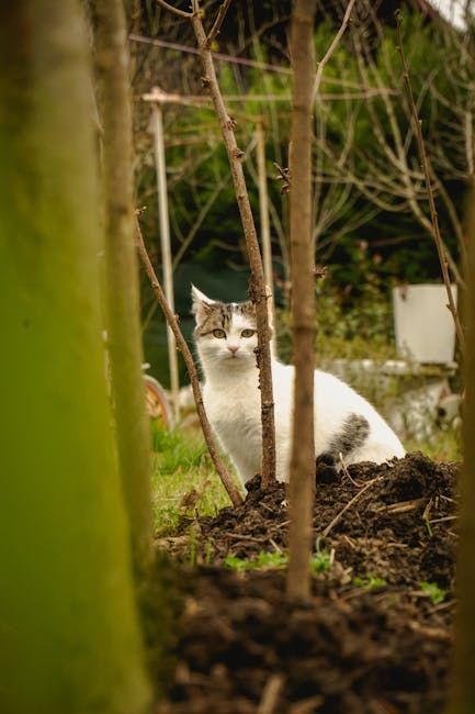 A cat safely contained within an outdoor enclosure, surrounded by native plants and trees.