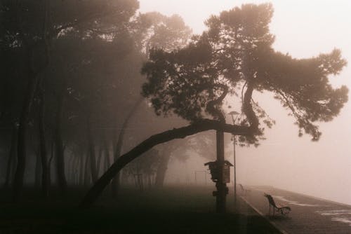 Бесплатное стоковое фото с аналоговая фотография, ветви, деревья