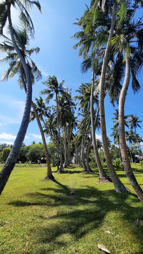 View of a Field with Palm Trees under Blue Sky 