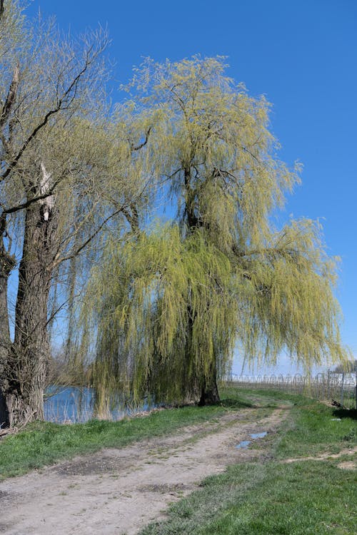 A willow tree is near a dirt road