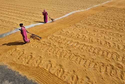Aerial View of People Spreading Grains to Dry in the Sun 