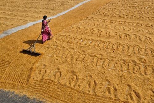 Aerial View of a Woman Spreading Grains to Dry in the Sun 