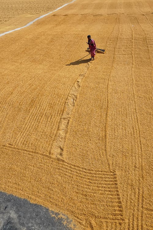 Immagine gratuita di agricoltura, campo, diffusione