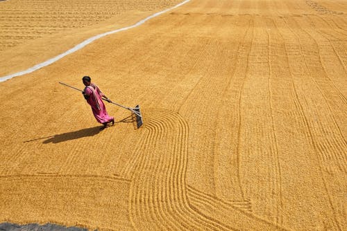 Δωρεάν στοκ φωτογραφιών με αγροτικός, αεροφωτογράφιση, αναποφλοίωτο ρύζι