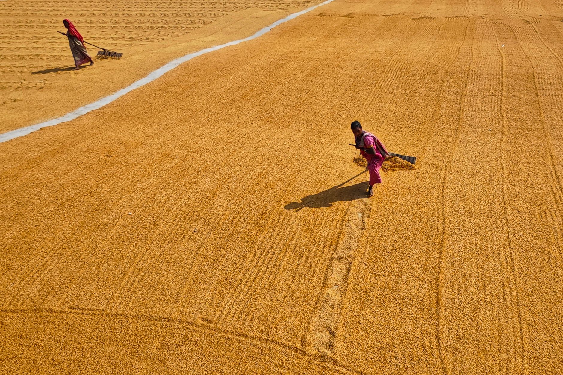 Black Pepper Futures Face Headwinds as Market Challenges Deepen