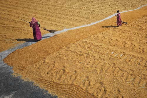 Immagine gratuita di agricoltura, diffusione, essiccazione