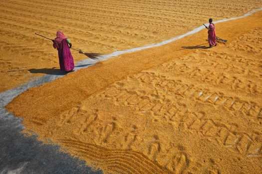 Two people drying rice grains in Habra, West Bengal, India under sunlight.