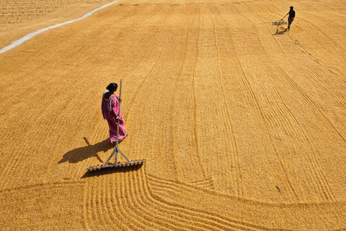 คลังภาพถ่ายฟรี ของ การเกษตร, คนแอฟริกา, งาน