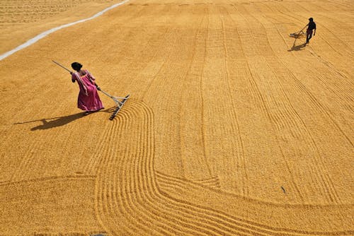 Ingyenes stockfotó Afrika, afrikai emberek, aratás témában