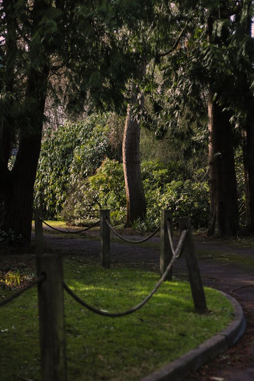 Foto d'estoc gratuïta de arbres, bosc, Camí