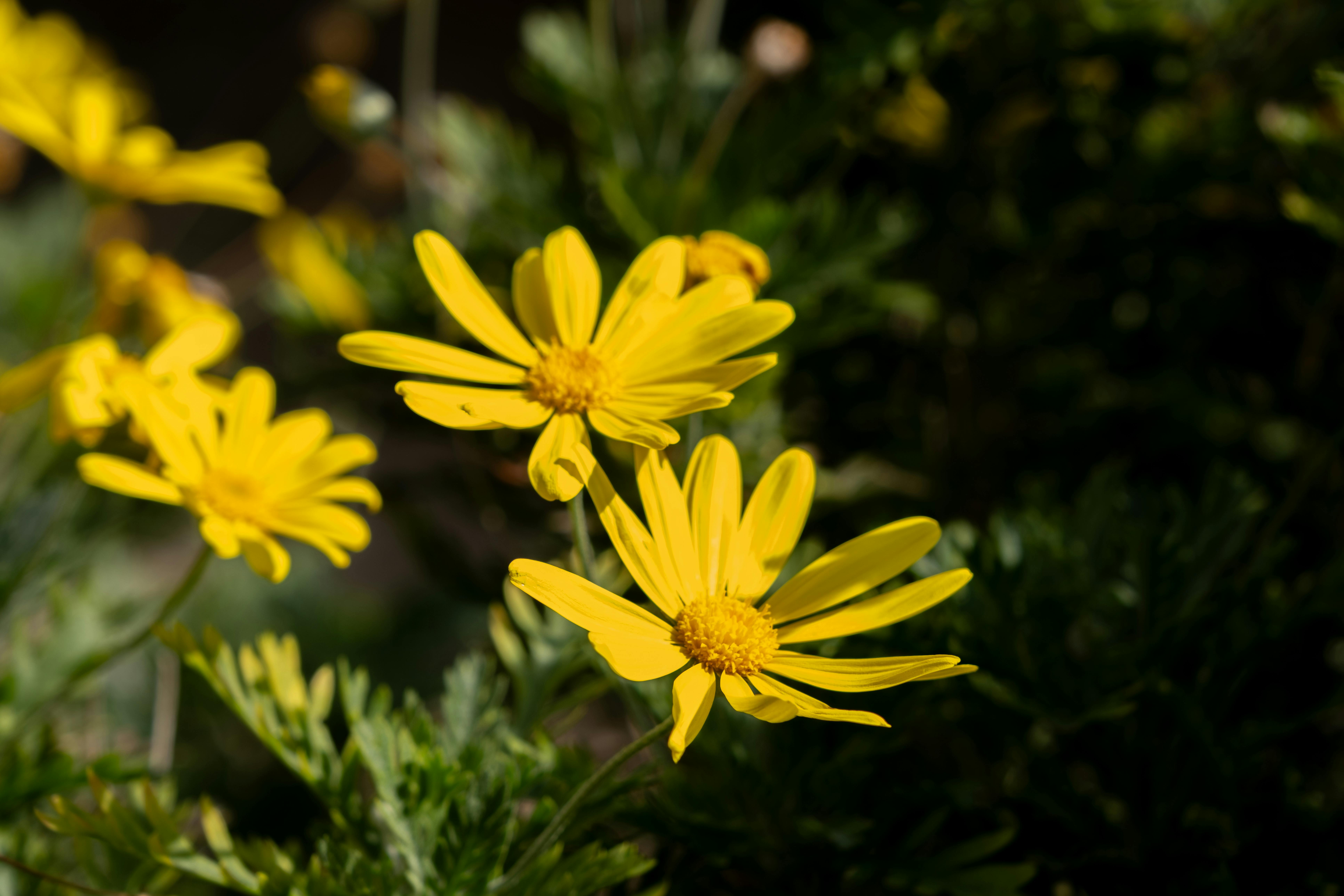 [ColoSach]-close-up-of-vibrant-yellow-daisies-basking-in-summer-sunlight.