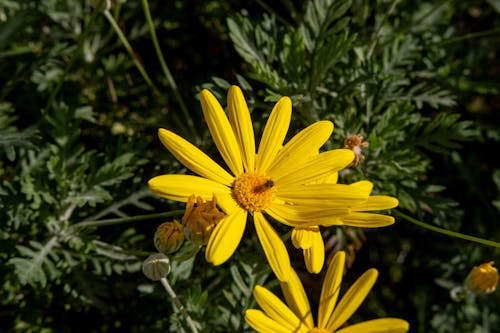 Foto profissional grátis de amarelo, arbusto, cor