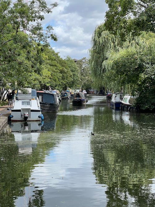 Kostenloses Stock Foto zu bäume, blätter, boote