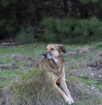 A stray dog relaxing on grass in a forest setting in İzmir, Turkey.