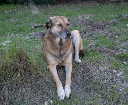 Free An Anatolian Shepherd dog peacefully rests in a grassy meadow in İzmir, Türkiye. Stock Photo