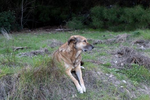 A Stray Dog Lying on the Grass 