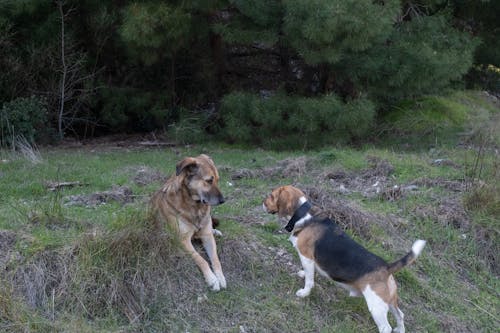 Foto stok gratis anjing, anjing beagle, bermain