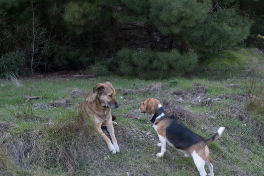 Two dogs interacting in a grassy forest area, a serene scene in İzmir, Türkiye.