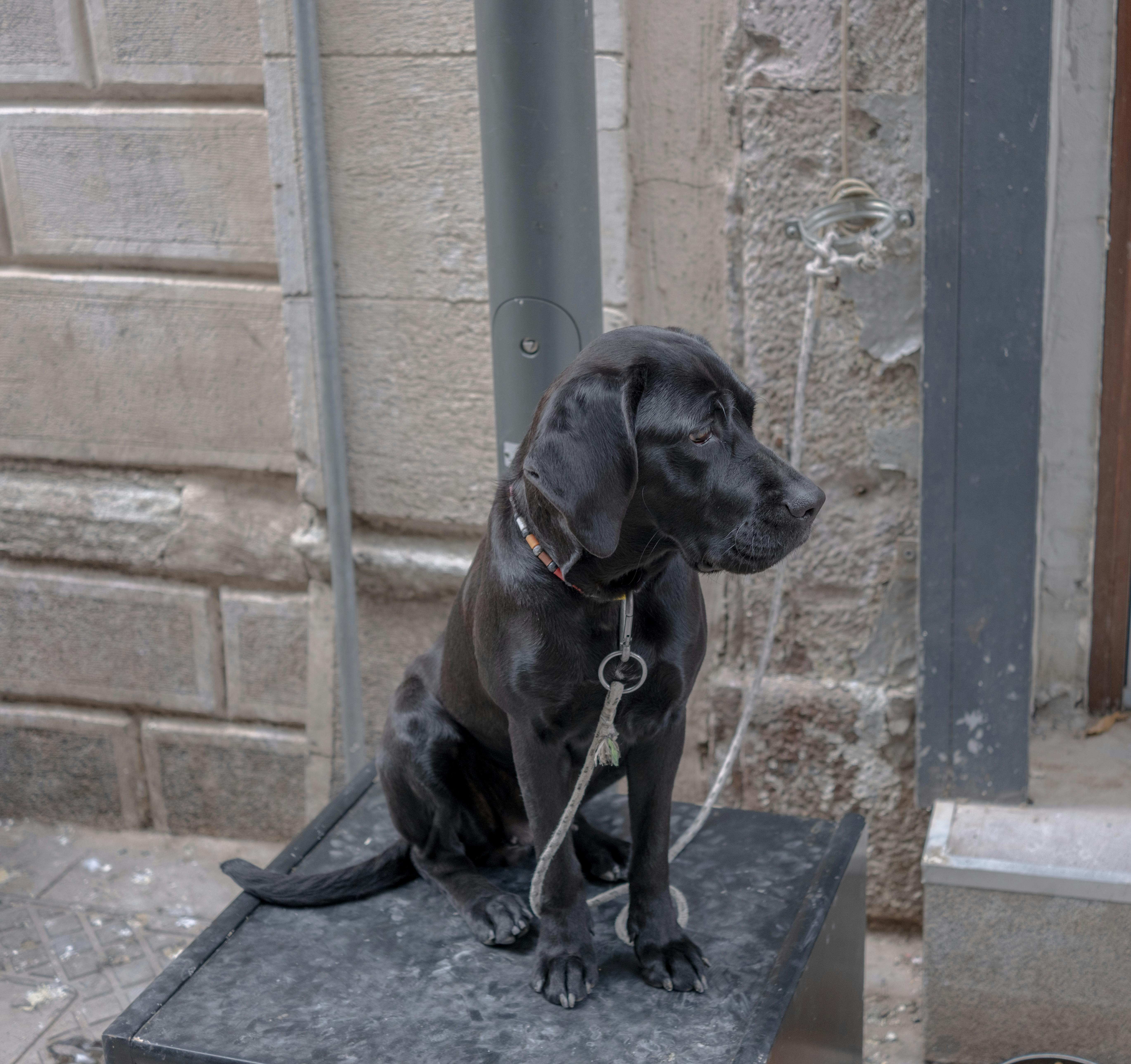 Labrador Χρώματα: Μαύρο vs Σοκολατί vs Κίτρινο