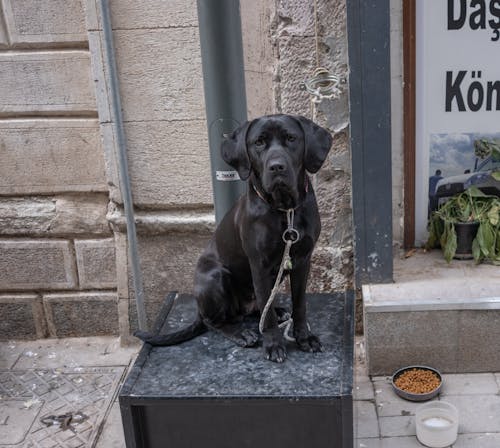 A Black Labrador Retriever Sitting on a Sidewalk in City 
