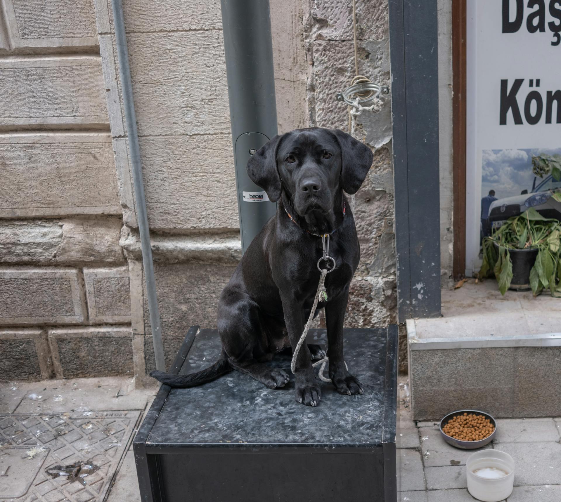 A Black Labrador Retriever Sitting on a Sidewalk in City