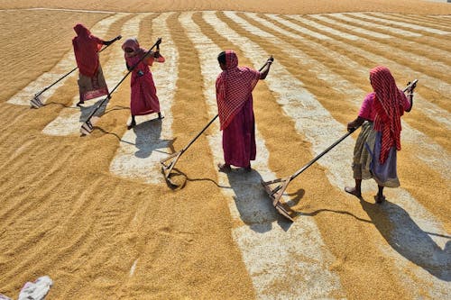 View of People Spreading Grains to Dry in the Sun 