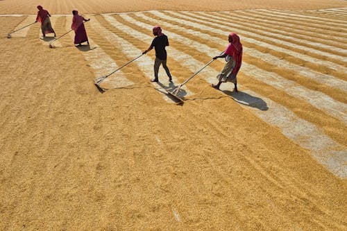 Foto profissional grátis de agricultura, aldeia, aldeias