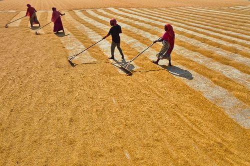 Free Farmers spreading rice to dry under sunlight in a rural Indian village. Stock Photo