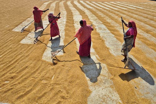 Foto profissional grátis de agricultura, aldeia, aldeias